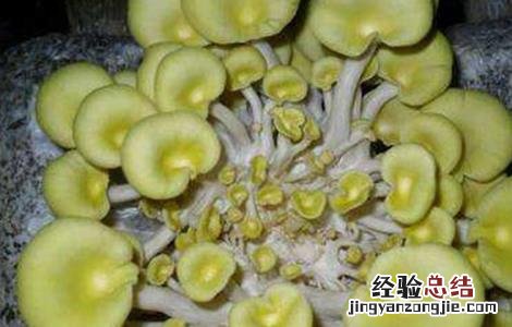 蘑菇黄菇多的原因及防治措施图片 蘑菇黄菇多的原因及防治措施