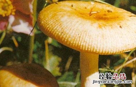 蘑菇黄菇多的原因及防治措施图片 蘑菇黄菇多的原因及防治措施