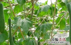节瓜该怎么种 节瓜怎么种植才能高产