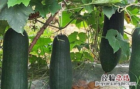 种植冬瓜的注意事项 种植冬瓜的注意事项是什么