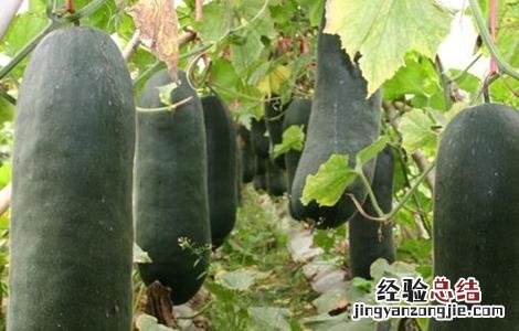 种植冬瓜的注意事项 种植冬瓜的注意事项是什么