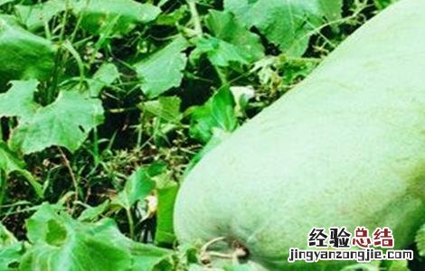 种植冬瓜的注意事项 种植冬瓜的注意事项是什么