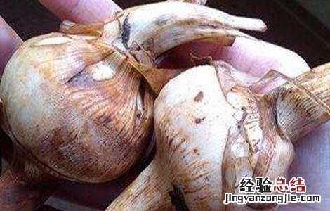 慈姑的种植方法和时间 慈姑的种植方法