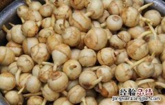 慈姑的种植方法和时间 慈姑的种植方法