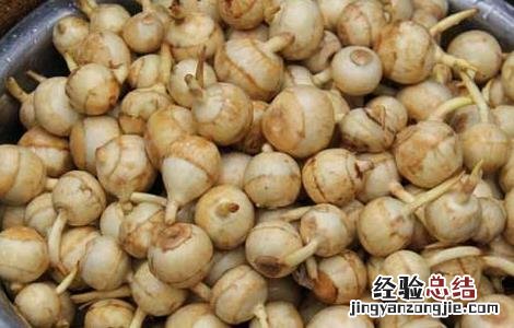 慈姑的种植方法和时间 慈姑的种植方法
