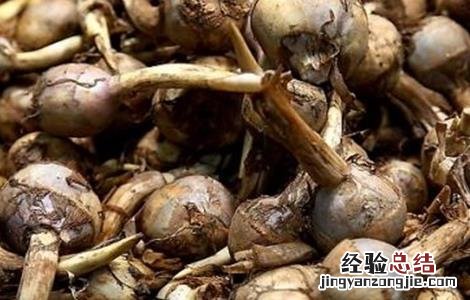 慈姑的种植方法和时间 慈姑的种植方法