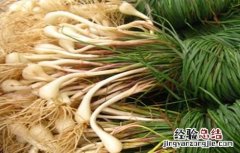藠头的种植时间与种植方法 蕌头需要每年种植吗