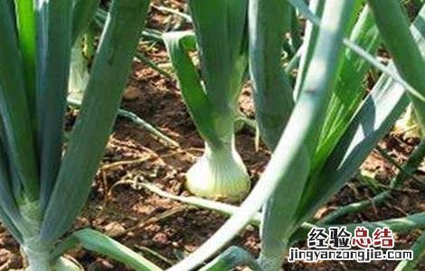 洋葱种植需要注意哪些问题视频 洋葱种植需要注意哪些问题