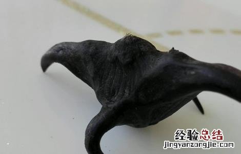 菱角常见病虫害及防治视频 菱角常见病虫害及防治