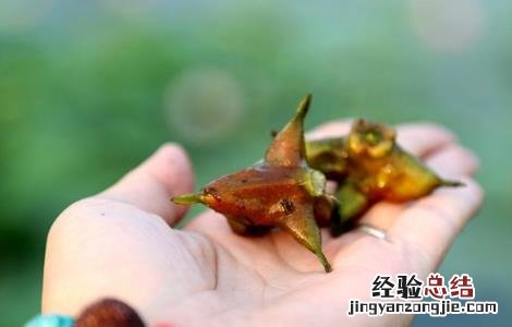 菱角常见病虫害及防治视频 菱角常见病虫害及防治