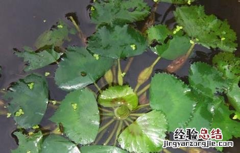 菱角常见病虫害及防治视频 菱角常见病虫害及防治