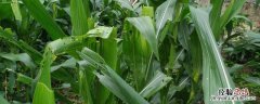 茚虫威是什么类型农药 茚虫威属于哪类农药
