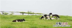 养牛大棚怎么搭建 养牛大棚怎么搭建最省钱
