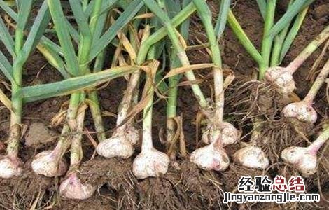 大蒜跳蒜的原因及防治措施 大蒜跳瓣现象