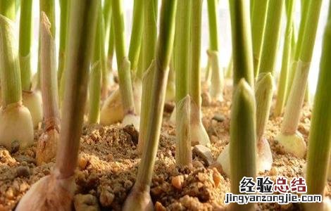 大蒜跳蒜的原因及防治措施 大蒜跳瓣现象