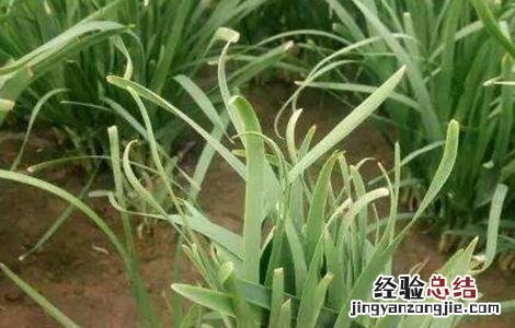 韭菜叶片干尖的原因及防治方法 韭菜叶片干尖的原因及防治方法图片