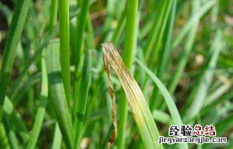韭菜叶片干尖的原因及防治方法 韭菜叶片干尖的原因及防治方法图片