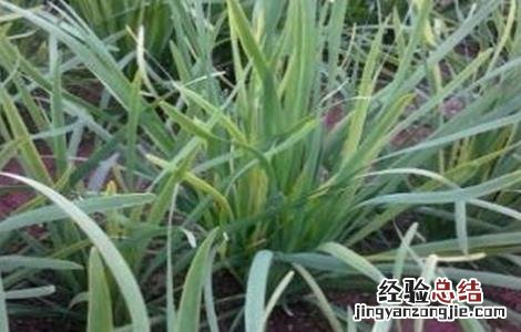 韭菜叶片干尖的原因及防治方法 韭菜叶片干尖的原因及防治方法图片