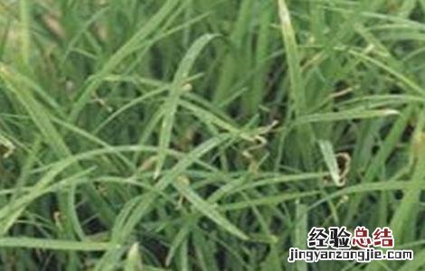 韭菜叶片干尖的原因及防治方法 韭菜叶片干尖的原因及防治方法图片