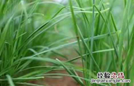 韭菜叶片干尖的原因及防治方法 韭菜叶片干尖的原因及防治方法图片