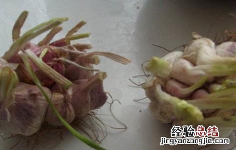 大蒜常见病害成因及防治方法 大蒜畸形的原因及防治措施