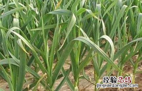 大蒜常见病害成因及防治方法 大蒜畸形的原因及防治措施