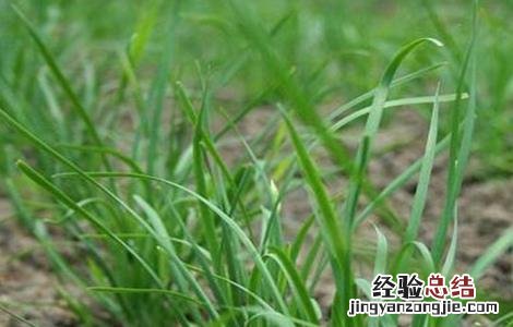 夏季高温期韭菜管理要点 韭菜生长温度要求