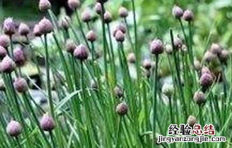 夏季高温期韭菜管理要点 韭菜生长温度要求