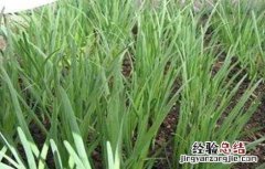 夏季高温期韭菜管理要点 韭菜生长温度要求