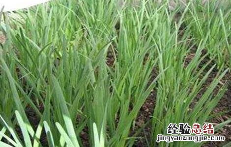 夏季高温期韭菜管理要点 韭菜生长温度要求