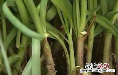 夏季高温期韭菜管理要点 韭菜生长温度要求