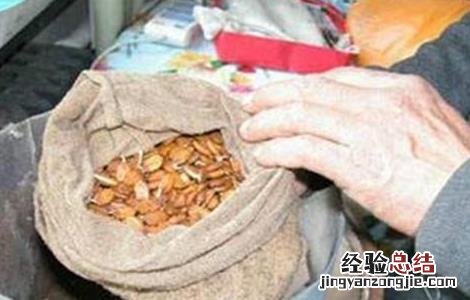 苦瓜种子快速催芽技术方法 苦瓜种子快速催芽技术