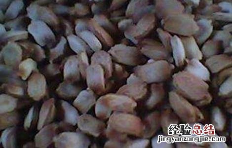 苦瓜种子快速催芽技术方法 苦瓜种子快速催芽技术