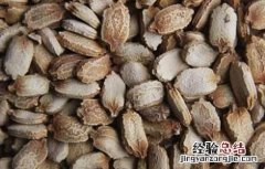 苦瓜种子快速催芽技术方法 苦瓜种子快速催芽技术