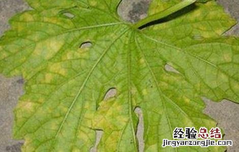 苦瓜叶片发黄的原因及防治方法图片 苦瓜叶片发黄的原因及防治方法
