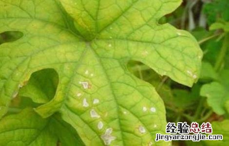 苦瓜叶片发黄的原因及防治方法图片 苦瓜叶片发黄的原因及防治方法