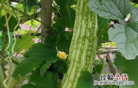 苦瓜叶片发黄的原因及防治方法图片 苦瓜叶片发黄的原因及防治方法