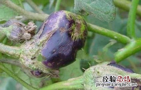 茄子僵果的原因及防治方法 茄子僵果的原因及防治方法有哪些