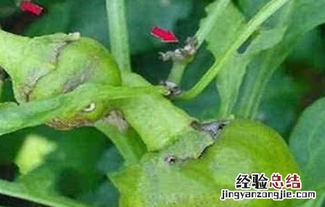 茄子僵果的原因及防治方法 茄子僵果的原因及防治方法有哪些