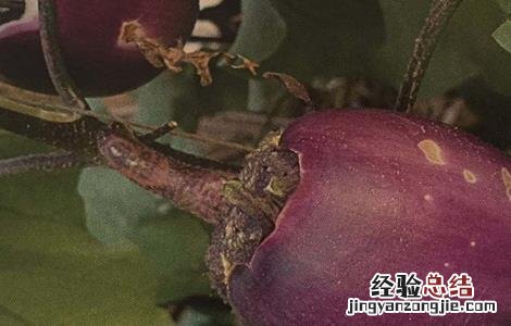 茄子僵果的原因及防治方法 茄子僵果的原因及防治方法有哪些