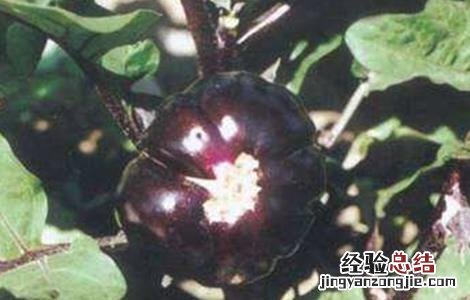 茄子僵果的原因及防治方法 茄子僵果的原因及防治方法有哪些