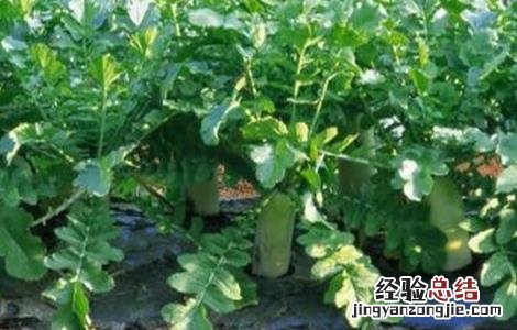 萝卜的常见病虫害防治 秋季萝卜易患病害及防治