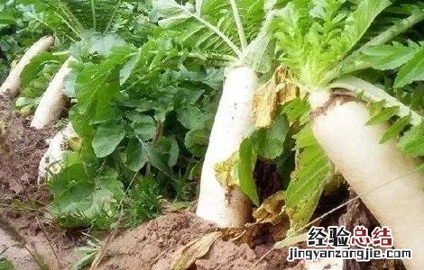 萝卜的常见病虫害防治 秋季萝卜易患病害及防治