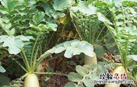 萝卜的常见病虫害防治 秋季萝卜易患病害及防治