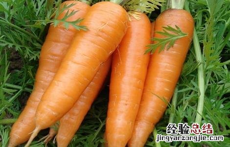 早春胡蘿蔔的田間管理