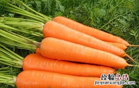 早春胡蘿蔔的田間管理
