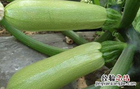 西葫芦种植时间及技术要点 西葫芦种植需要注意什么
