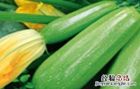 西葫芦种植时间及技术要点 西葫芦种植需要注意什么