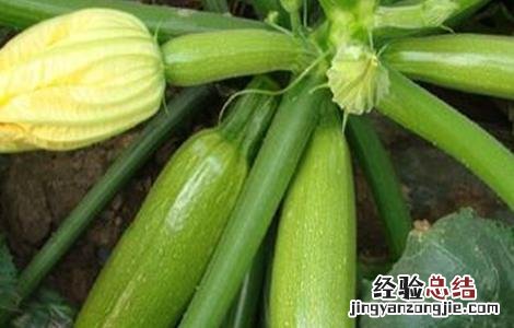西葫芦种植时间及技术要点 西葫芦种植需要注意什么