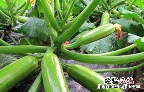 西葫芦种植时间及技术要点 西葫芦种植需要注意什么